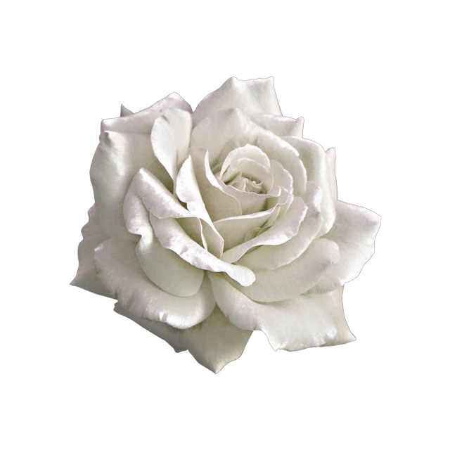 Esthetische witte roos PNG Transparante Afbeelding