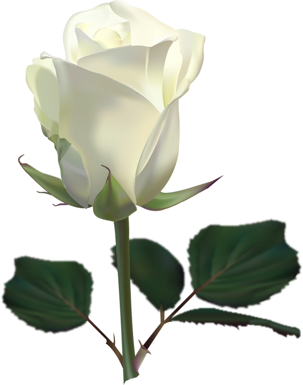 Esthetische witte roos Transparante Afbeelding