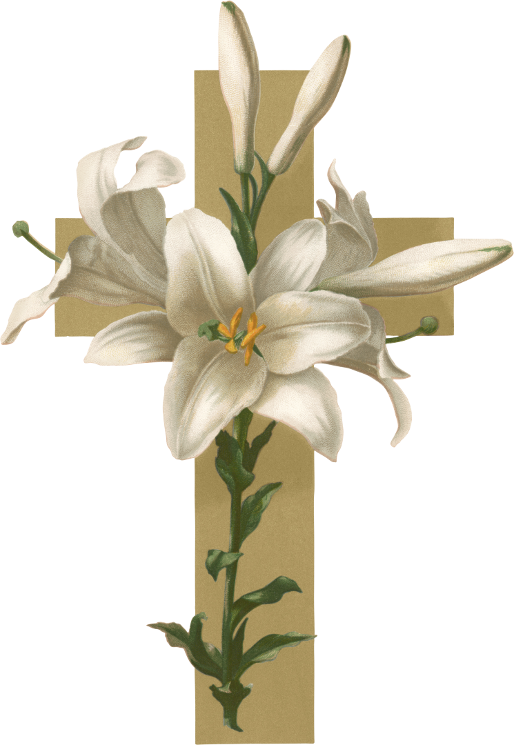 Easter Lily Clipart Free Tiger Lily Coloring Pages Fr - vrogue.co