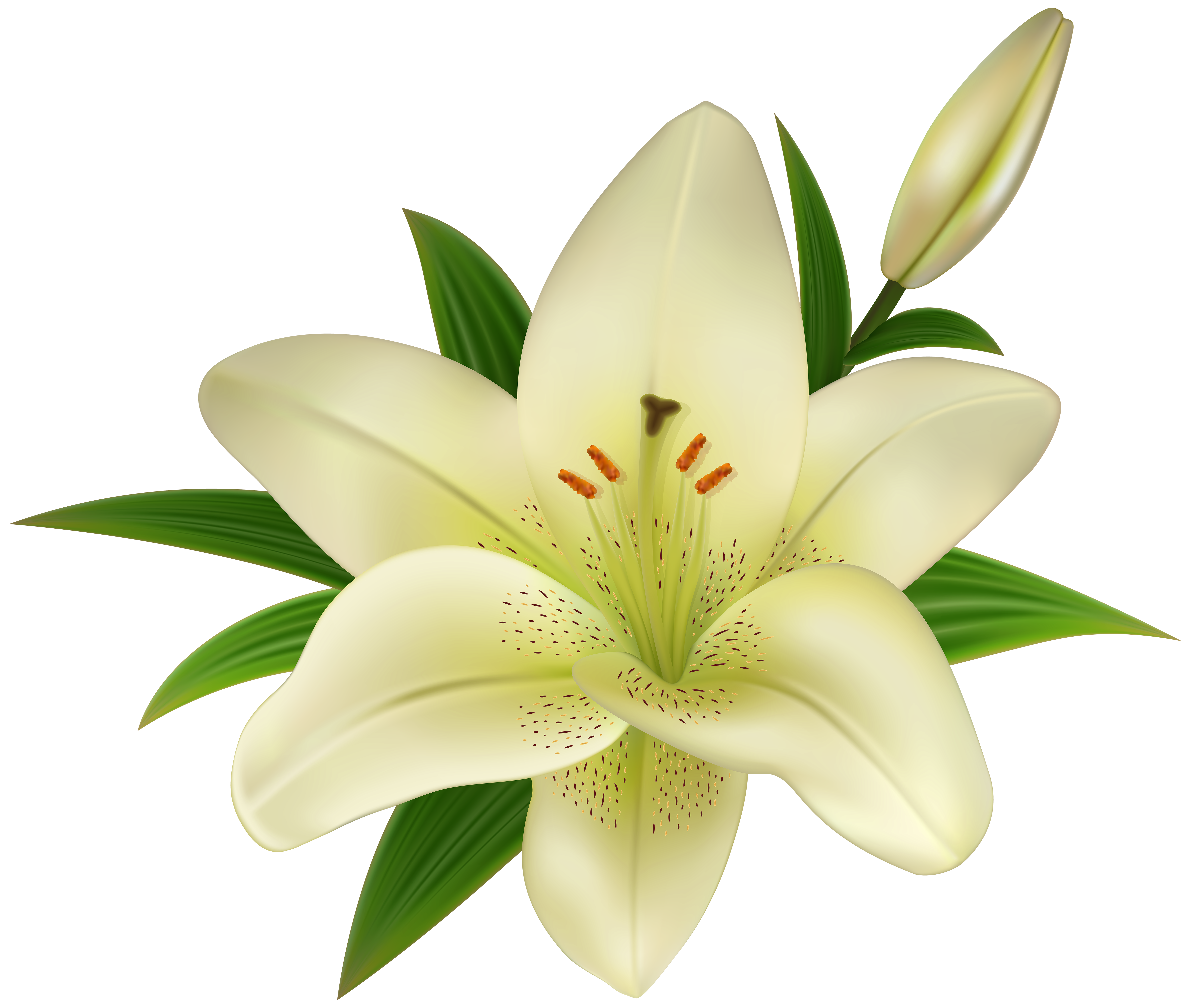 Easter Lilies PNG Pic | PNG Arts