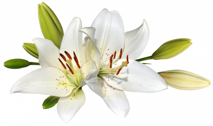 Easter Lilies PNG Picture PNG Arts