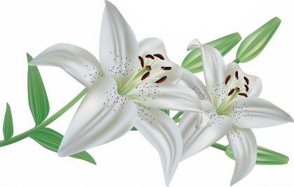 Easter Lilies Transparent Image PNG Arts