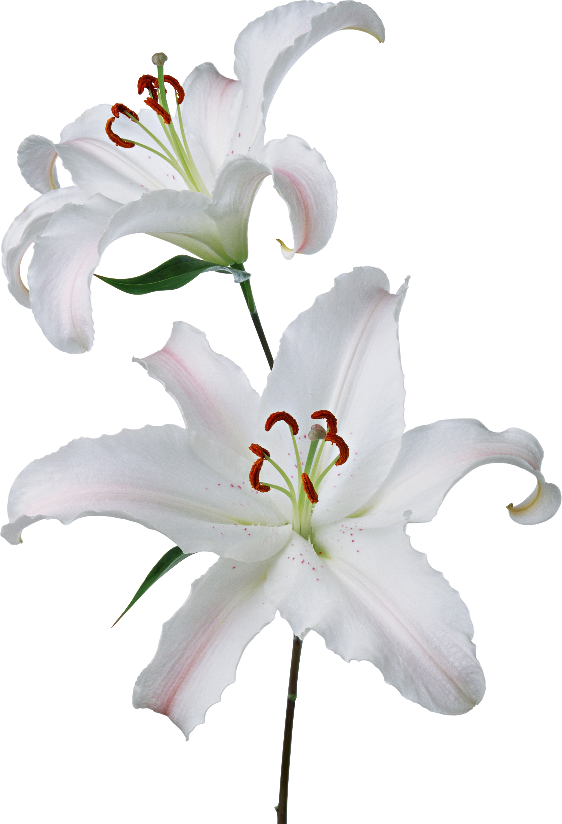 Easter White Lilies PNG Pic | PNG Arts