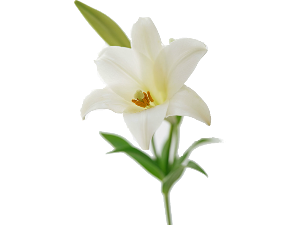 Easter White Lilies PNG Transparent Image | PNG Arts