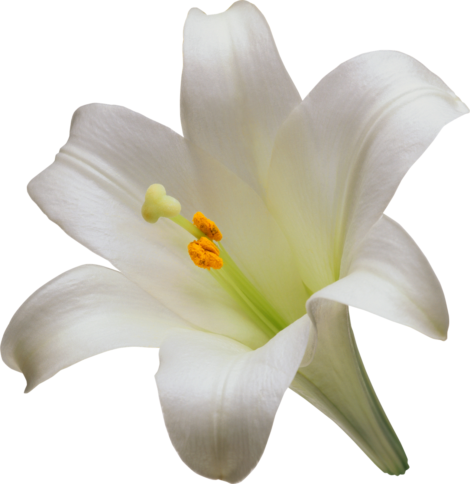 Easter White Lilies Transparent Image