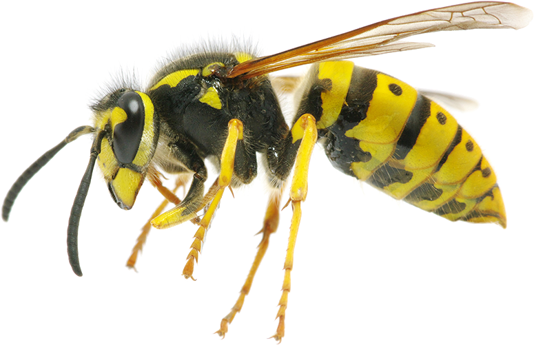 Flying Wasp Free PNG Image