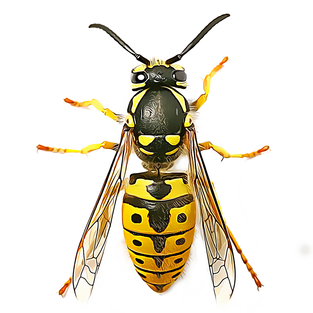 Flying Wasp PNG Download Image