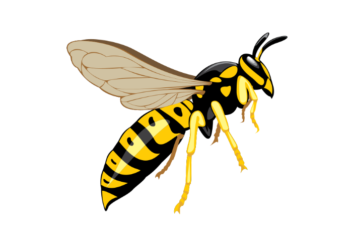 Flying Wasp PNG High-Quality Image