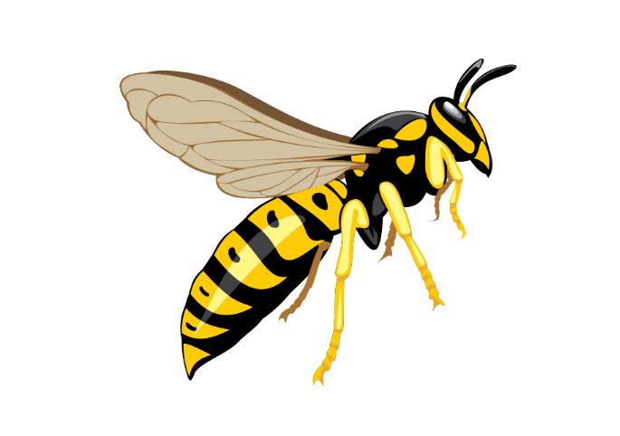 Flying Wasp PNG صورة عالية الجودة