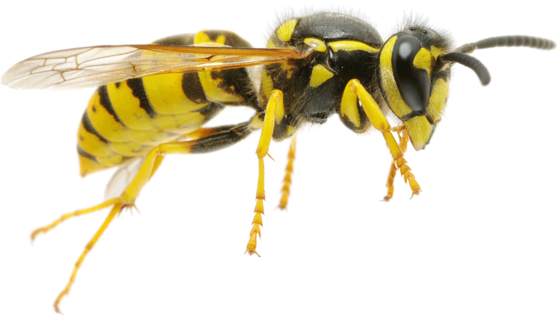 Flying Wasp PNG Photo