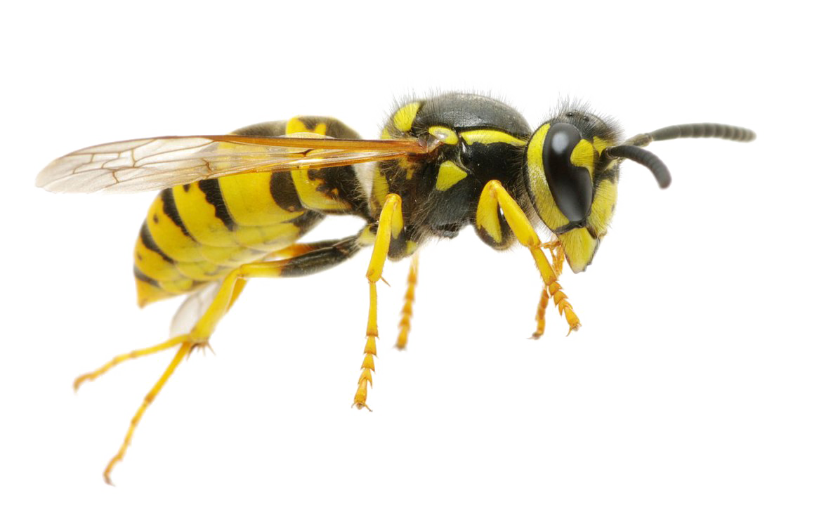 Flying Wasp Transparent Background PNG