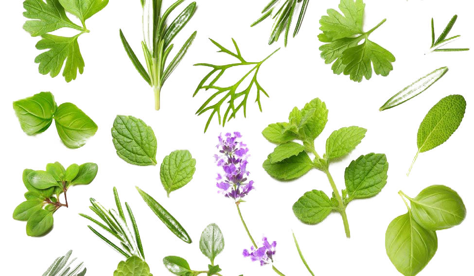 Herbs PNG Background Image | PNG Arts