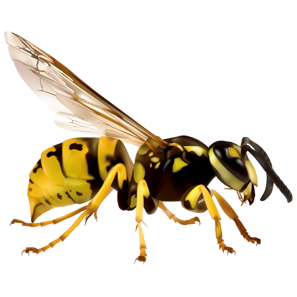 Hornet Wasp Free PNG Image