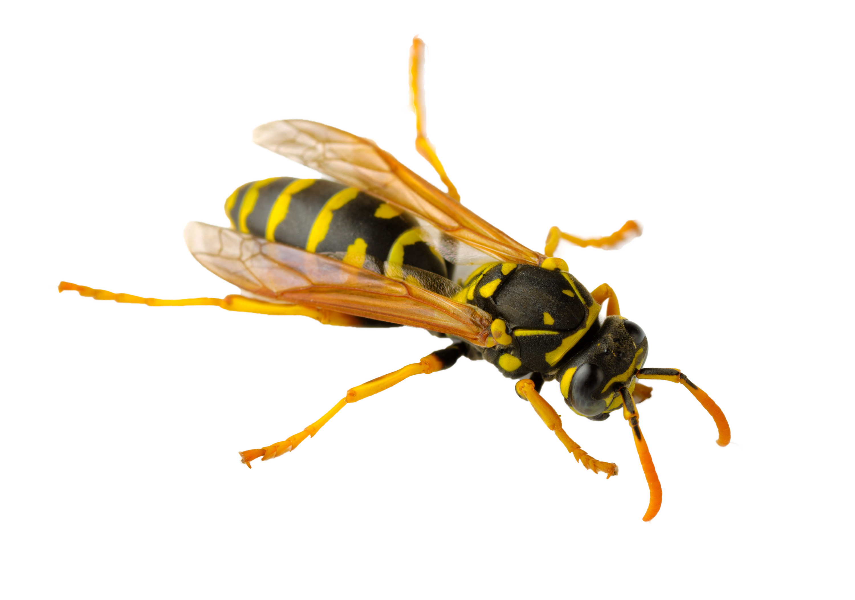 Hornet Wasp PNG Free Download
