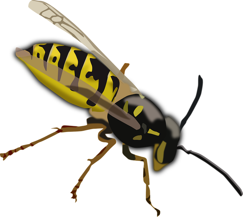 Hornet Wasp PNG High-Quality Image