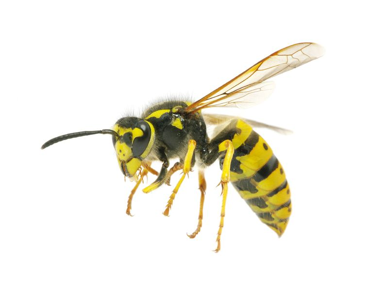 Hornet Wasp PNG Image Background