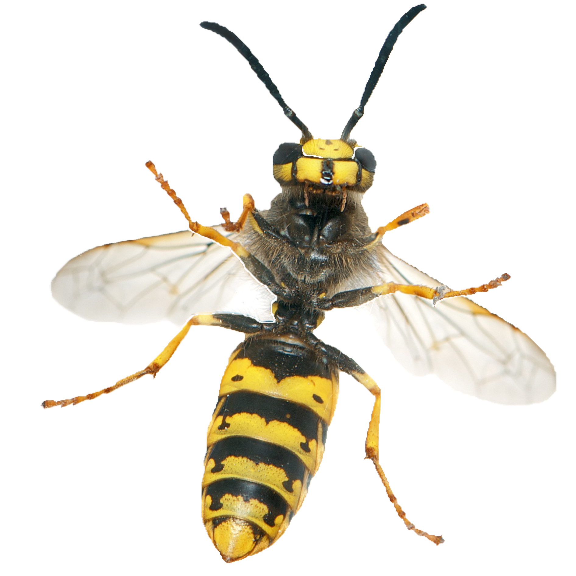 Hornet Wasp PNG Image