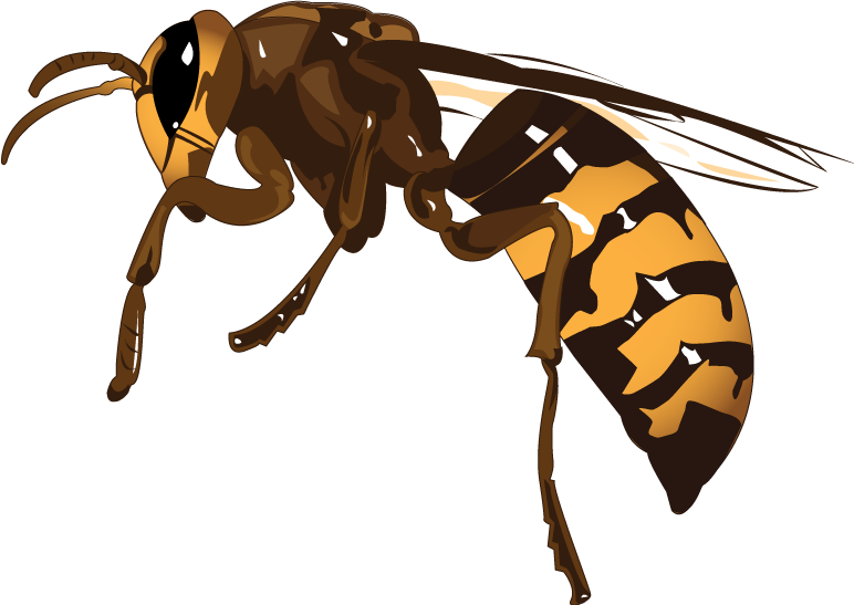 Hornet Wasp PNG Transparent Image