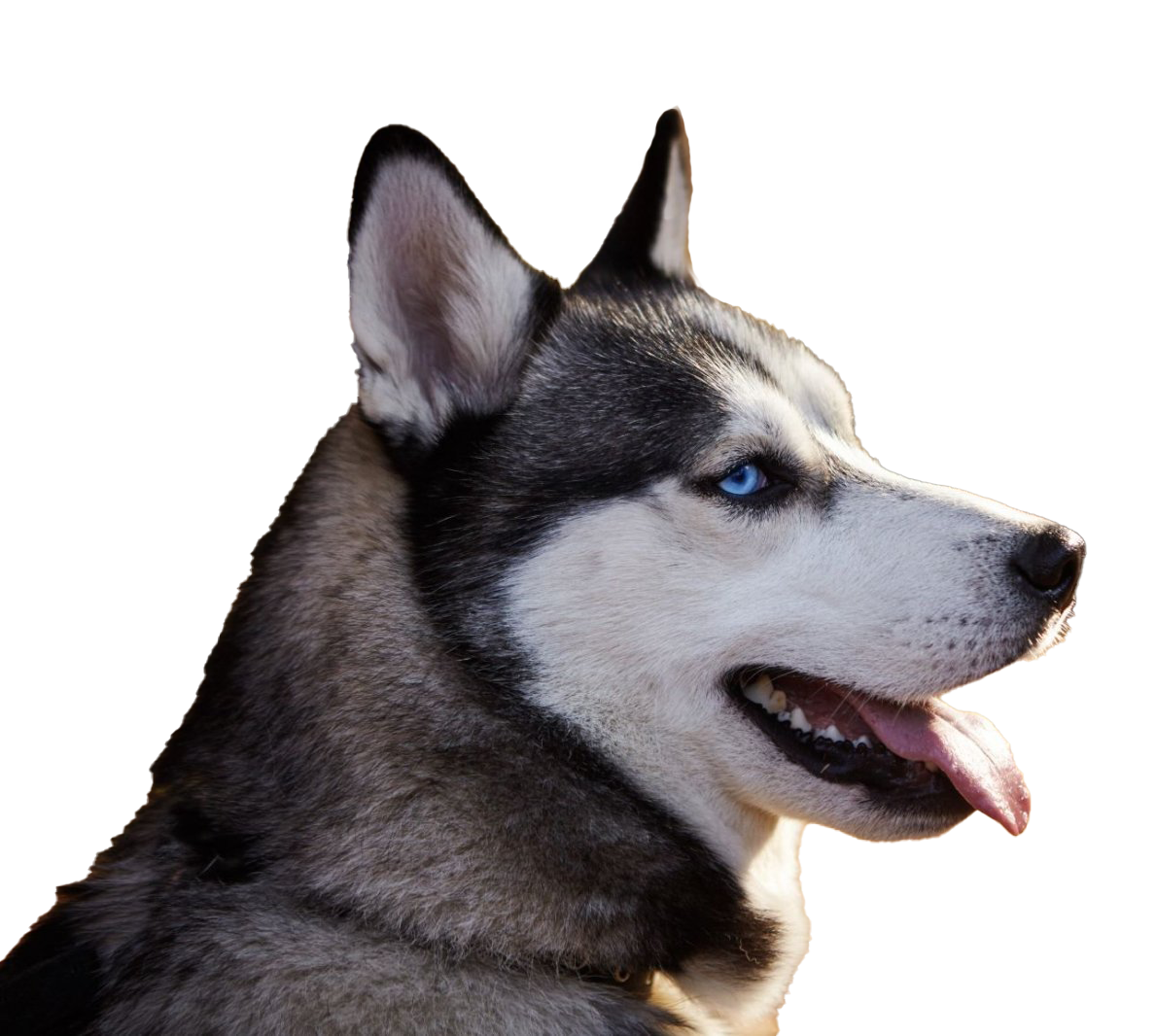 Husky PNG Picture