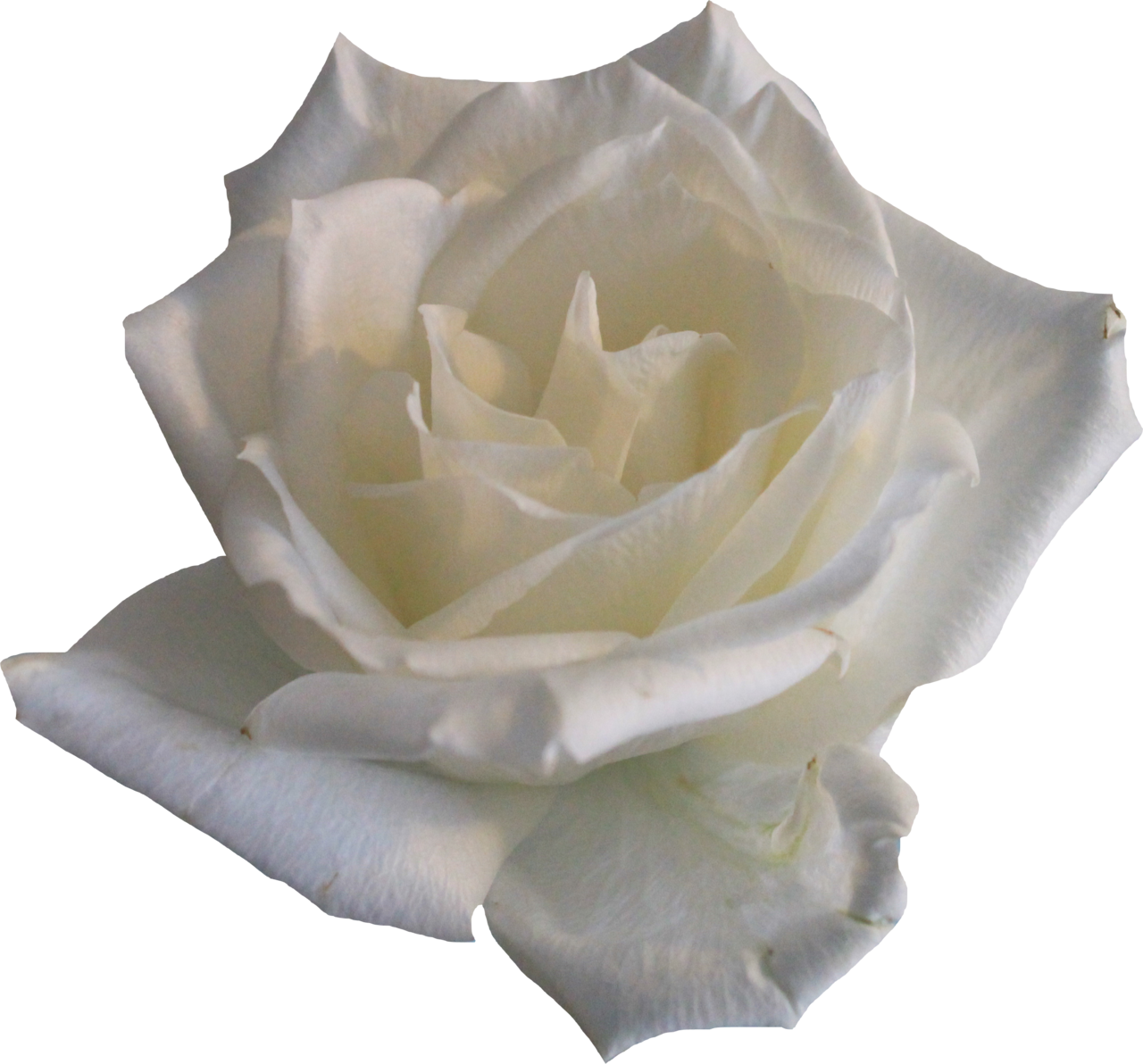 Echte witte roos PNG Beeld achtergrond
