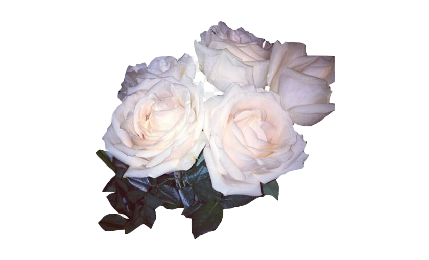Echte witte roos PNG Foto