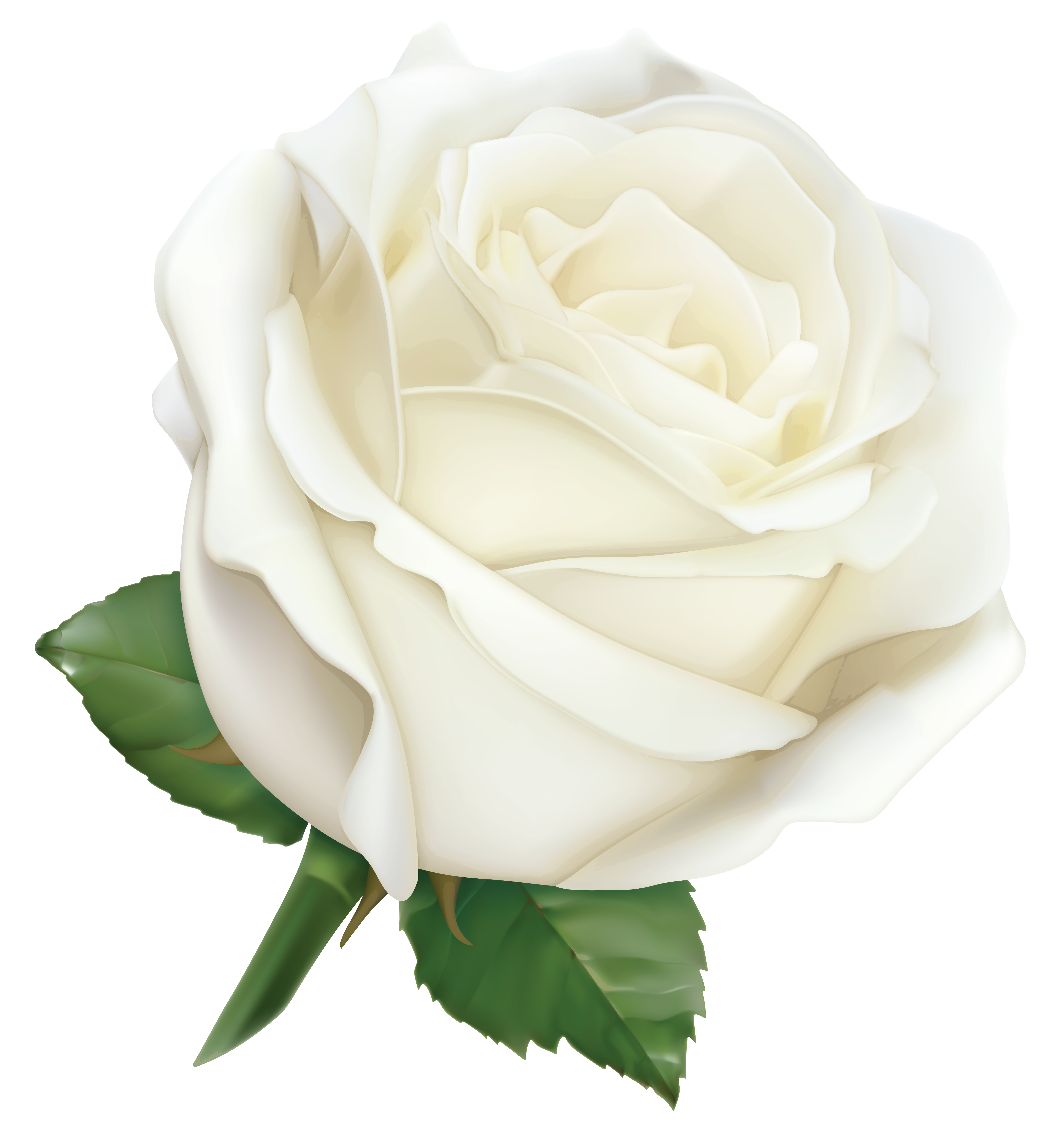 Настоящая белая роза прозрачный образ