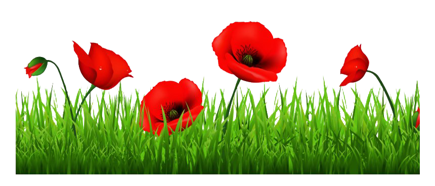 Remembrance Day Poppy Transparent Background PNG | PNG Arts