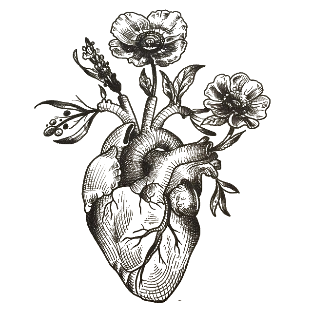 Human Heart Drawing Png Svg Free Library Anatomical Heart Drawing Porn Sex Picture