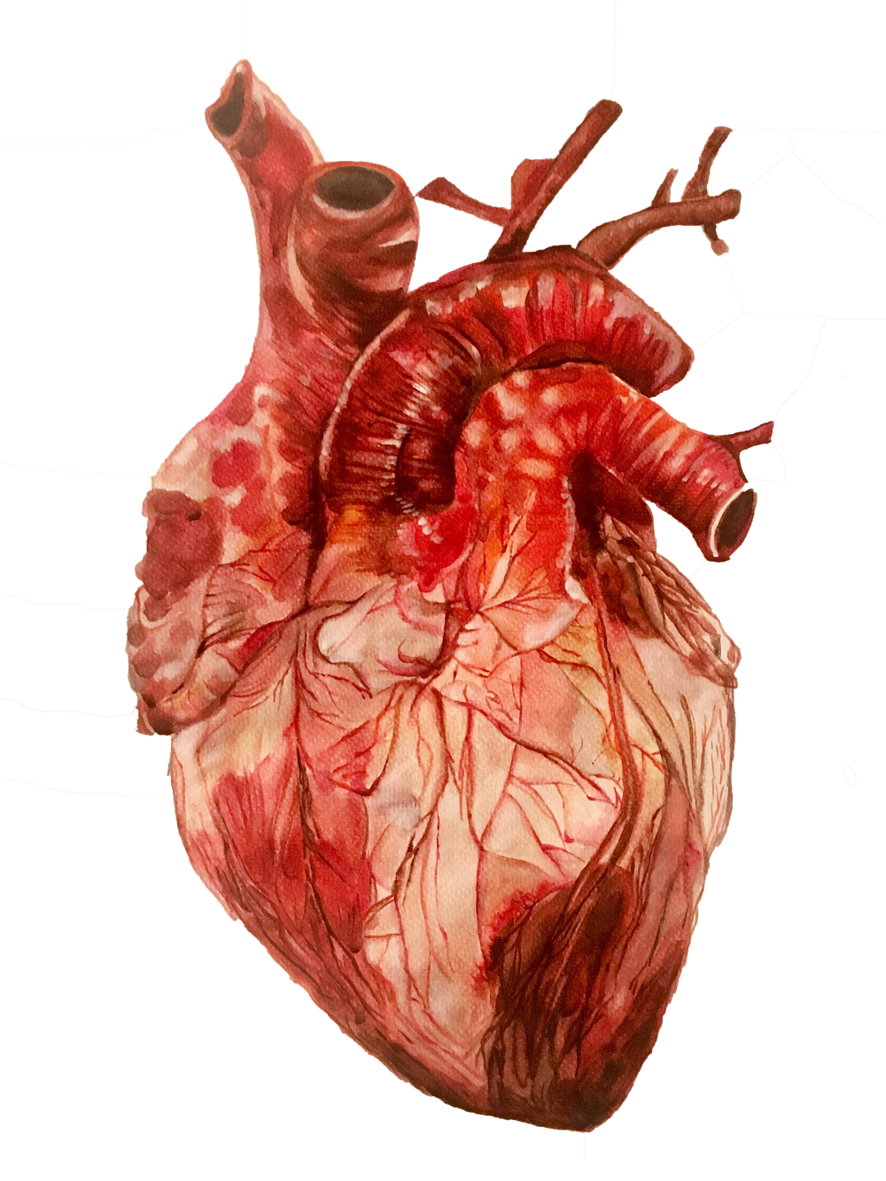 Imagen anatómica del corazón PNG de alta calidad