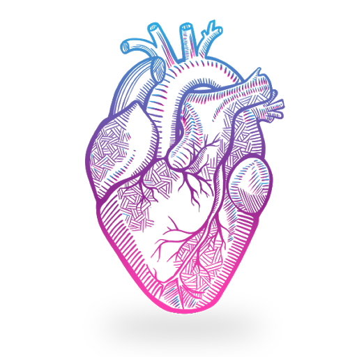 Fondo Transparente de imagen de PNG de corazón anatómico