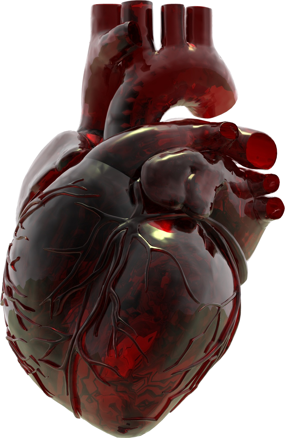 Free Anatomical Heart Png Download Free Anatomical He - vrogue.co