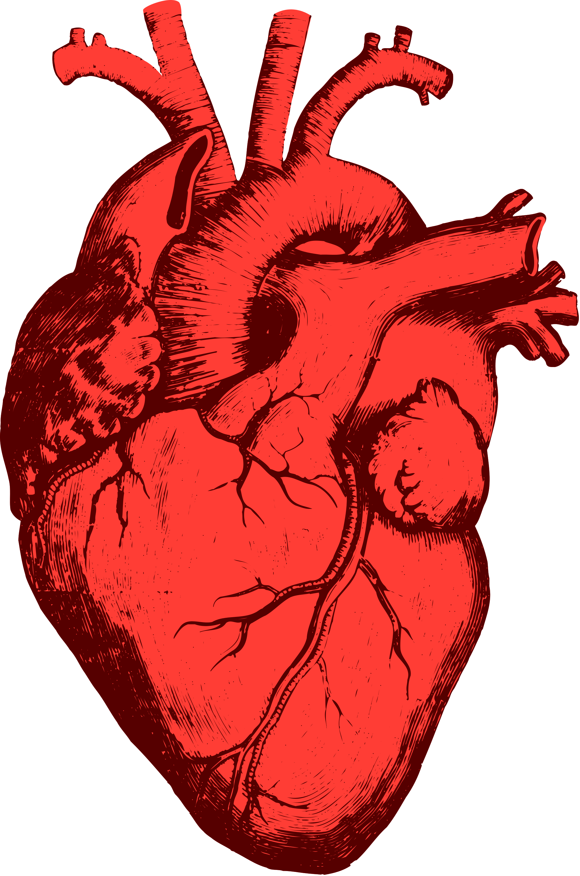 Foto de PNG del corazón anatómico