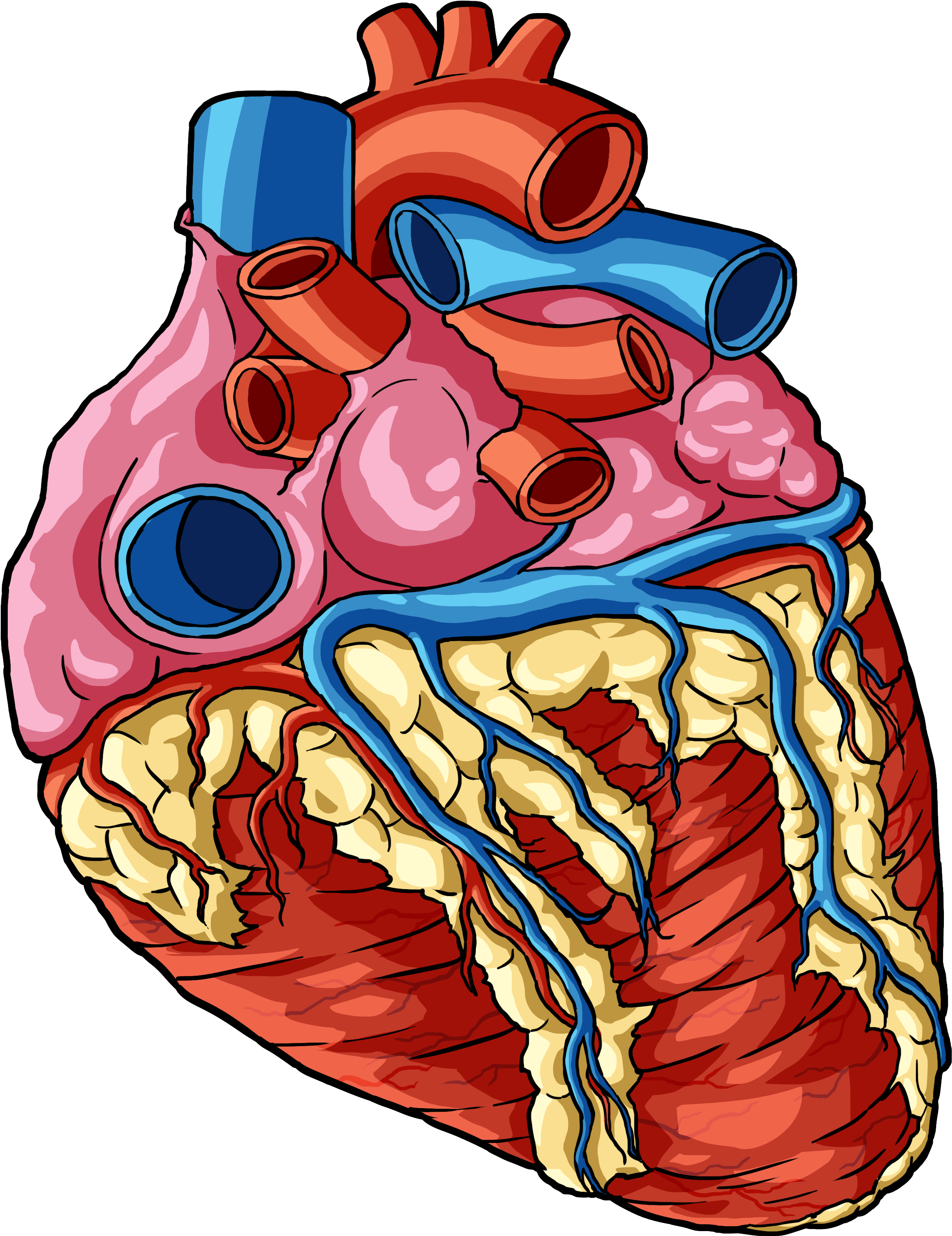 Организм png. Сердце анатомия.