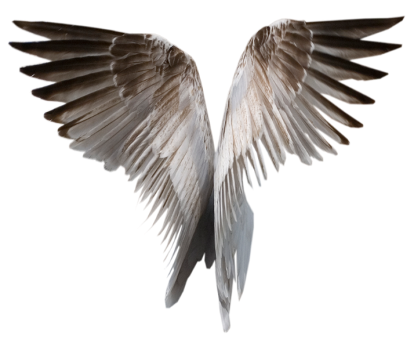 Engelenvleugels Transparante achtergrond PNG