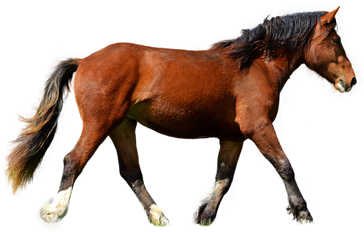 Imagem transparente de cavalo marrom PNG