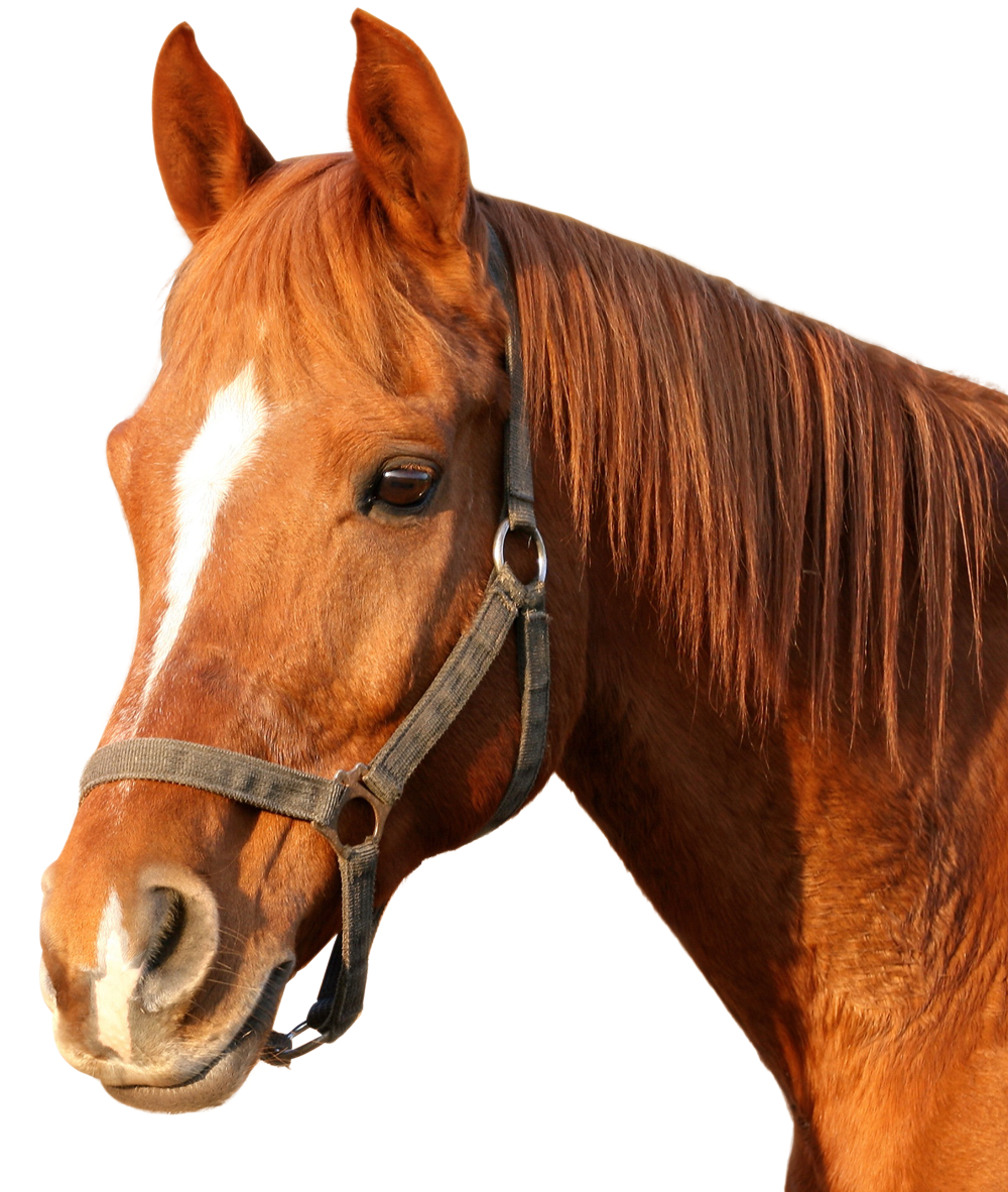 Imagen Transparente de caballo marrón