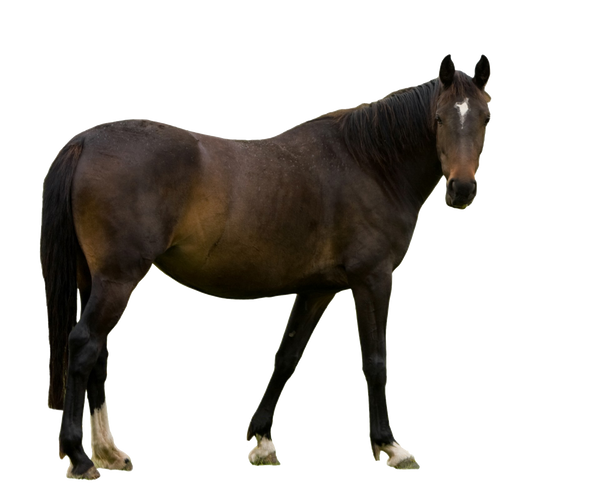 Imágenes Transparentes de caballos marrones