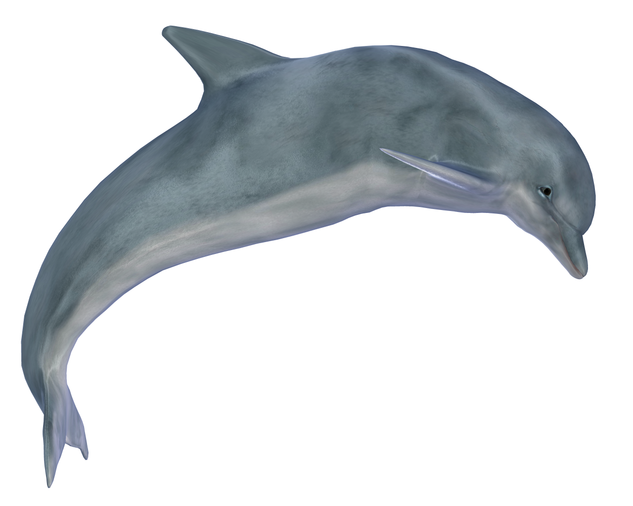 Симпатичные прыжки Dolphin бесплатно PNG Image