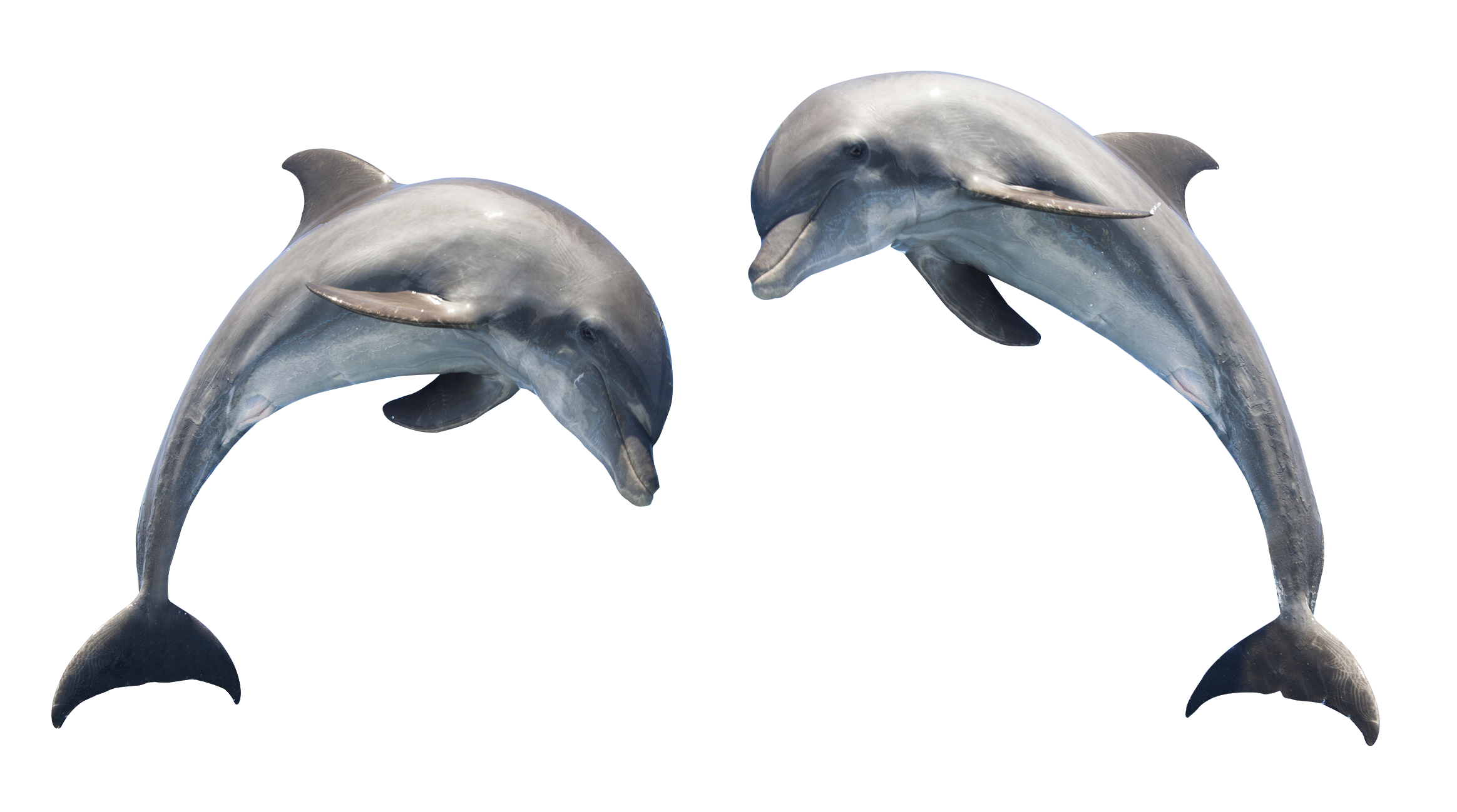 Симпатичные прыжки Dolphin PNG Скачать изображение