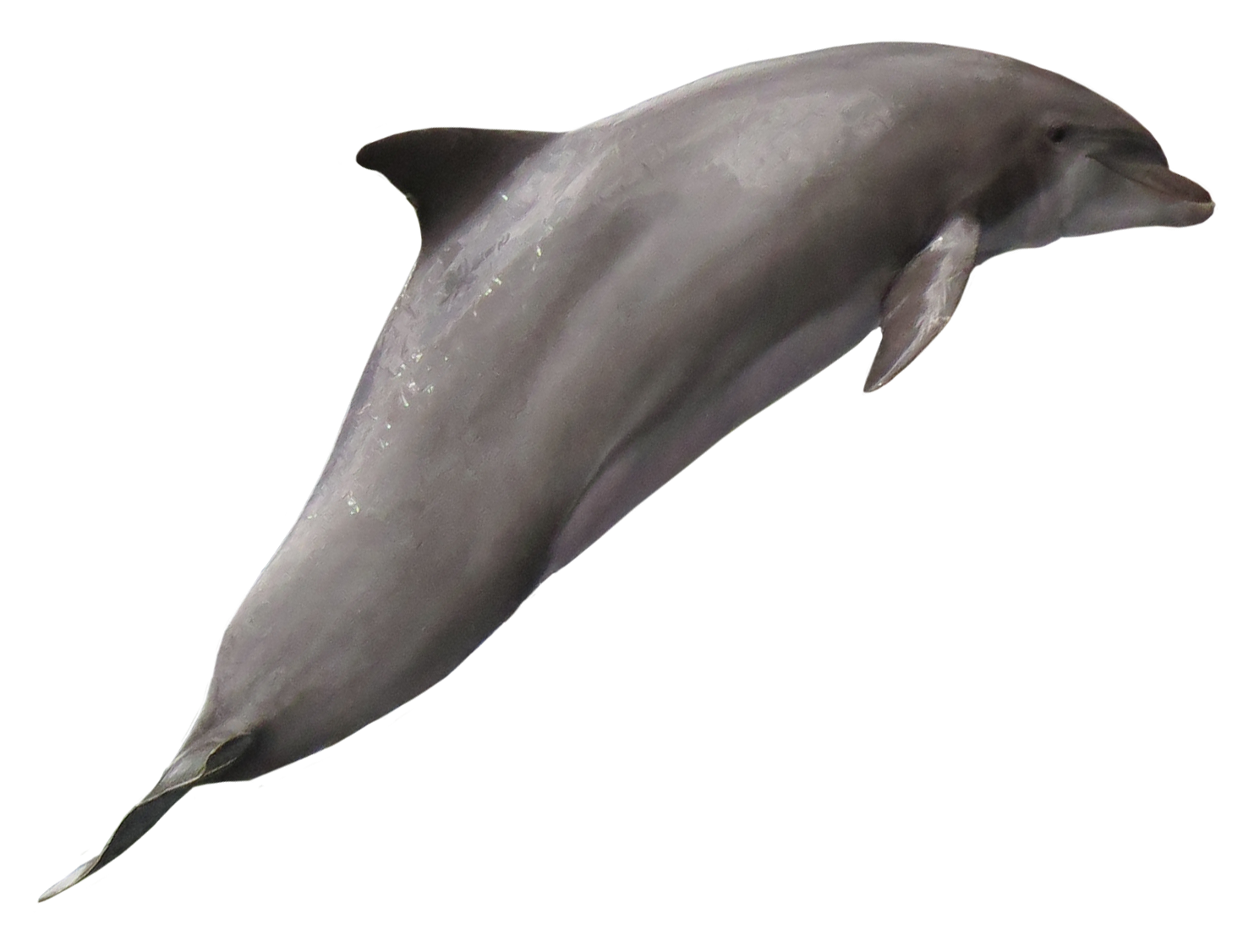 Симпатичные прыжки дельфин PNG скачать бесплатно