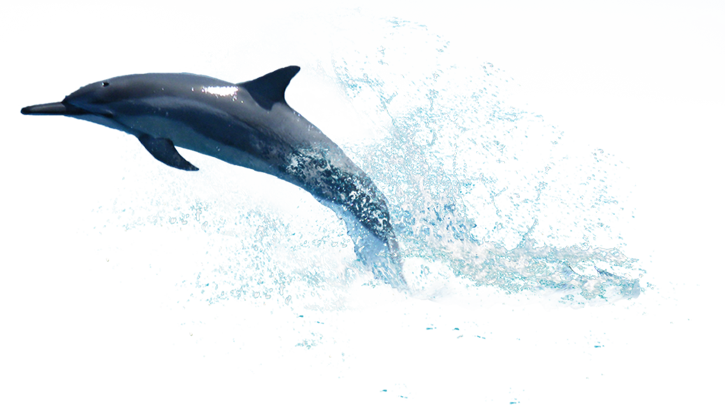 Милый прыжки дельфина PNG высококачественный образ