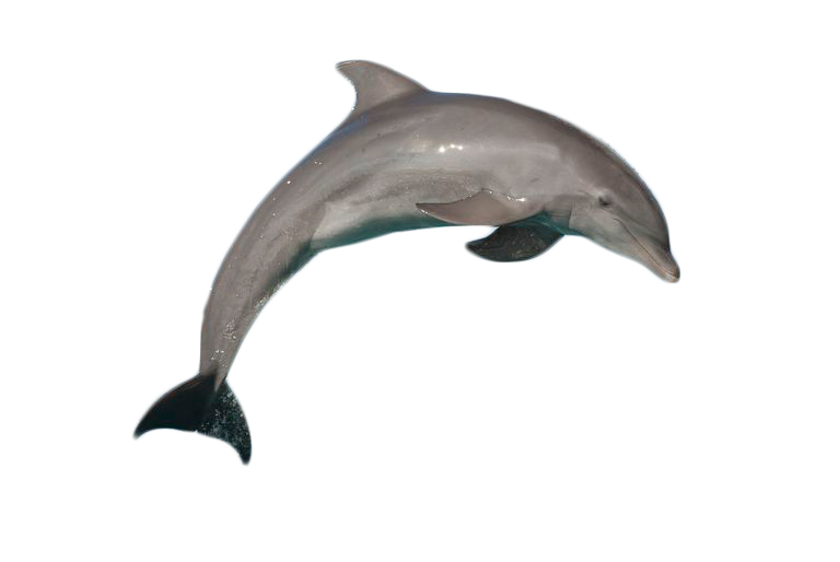 Милый прыжки дельфина PNG Pic