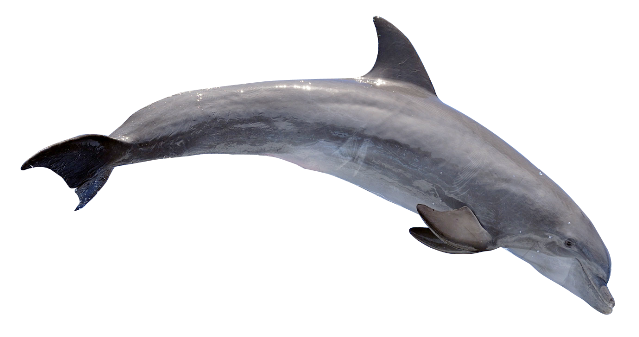 Милый прыжки дельфина PNG картина