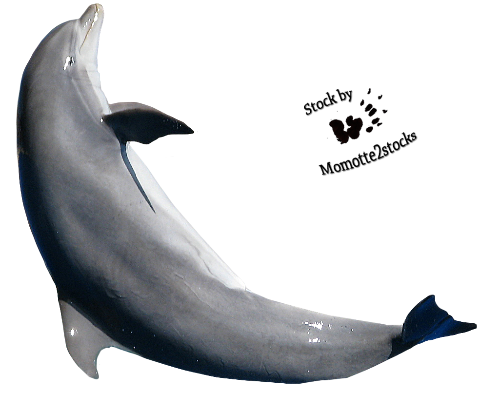 Симпатичные прыжки дельфина прозрачное изображение