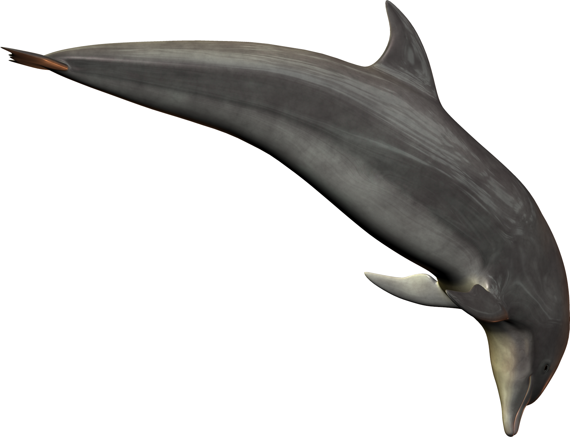 Симпатичные прыжки дельфина прозрачные изображения