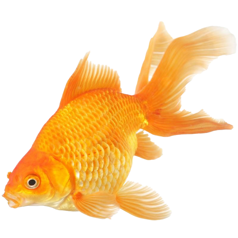 Fantail Goldfish Transparent Image