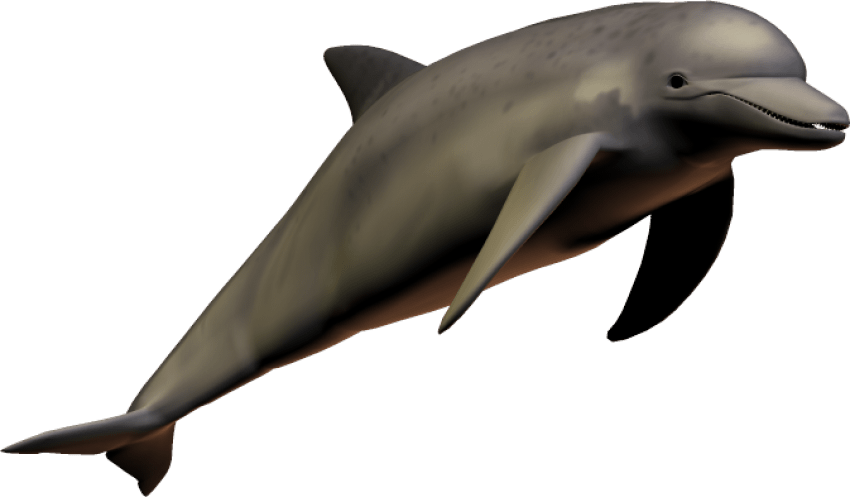Jumping Dolphin PNG High-Quality Image