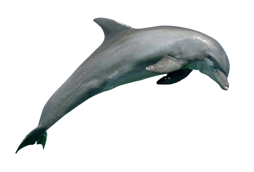 Прыжки dolphin PNG изображение изображения