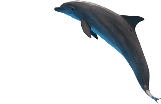 القفز الدلفين PNG صورة شفافة