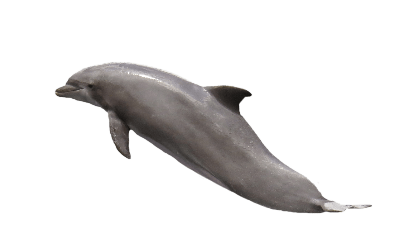 Прыжки дельфина прозрачный фон PNG